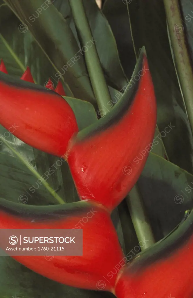 Close-up of red lobster claw heloconia, green leaves in background