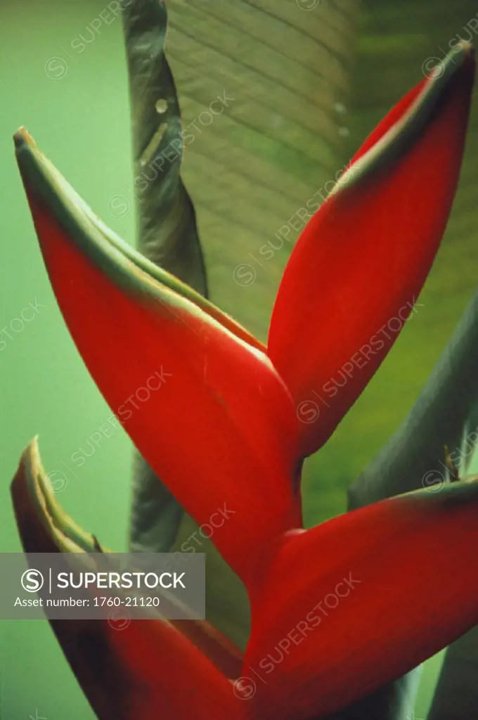 Close-up of red heliconia with green tips, green background