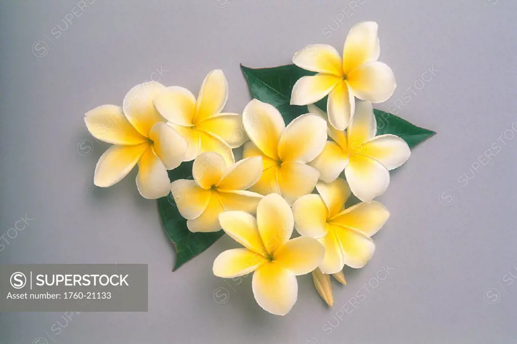 Studio shot yellow plumeria flowers with white edges on gray background