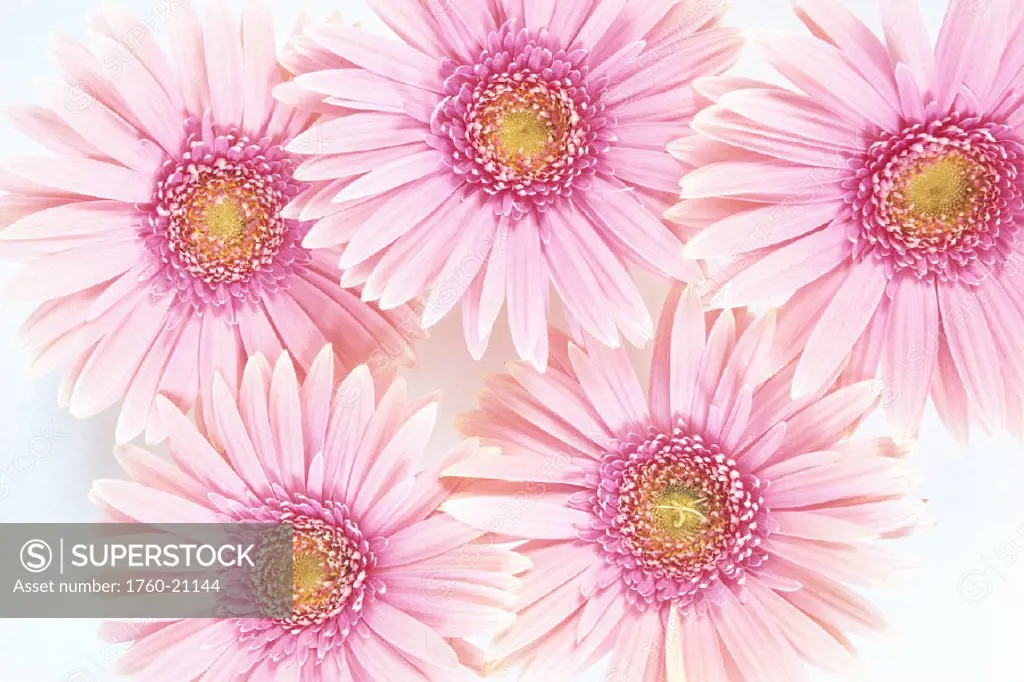 Closeup of pink daisies set together on white background studio shot