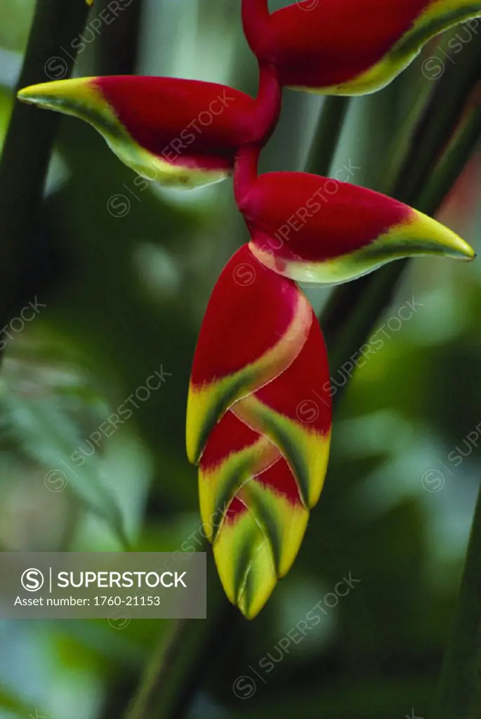 Closeup detail, tip of hanging red lobster claw on plant (Heliconia rostrata)