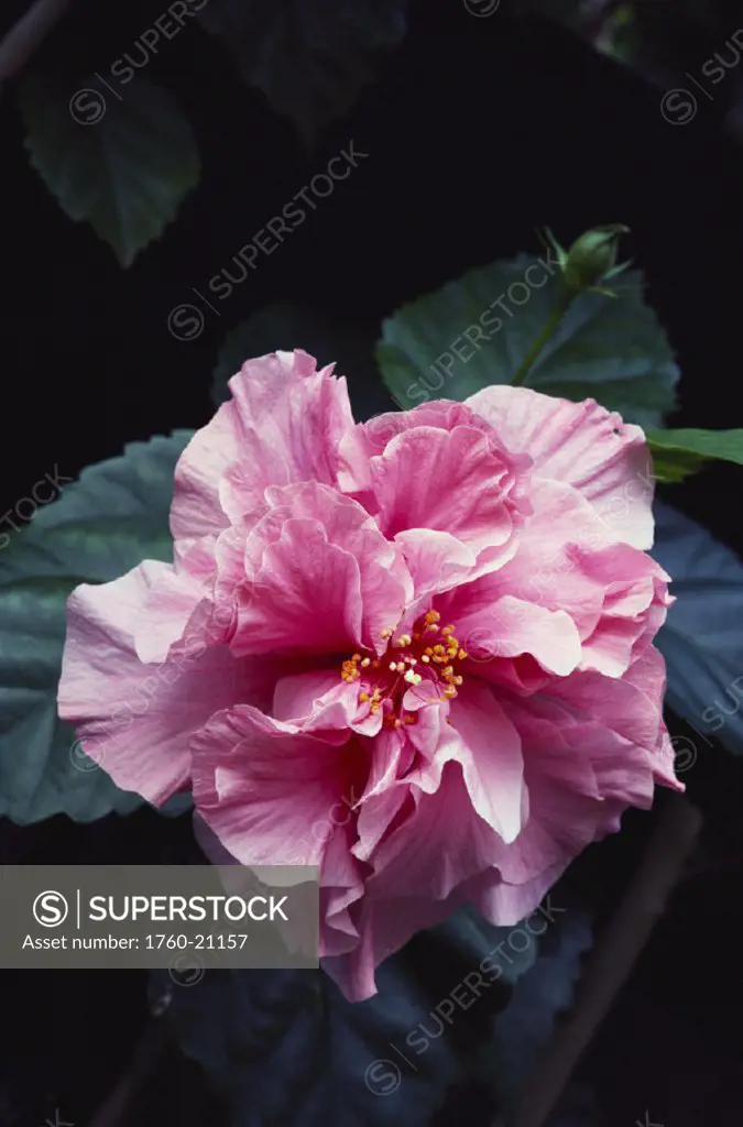 Single pink hybrid hibiscus blossom on plant, close-up