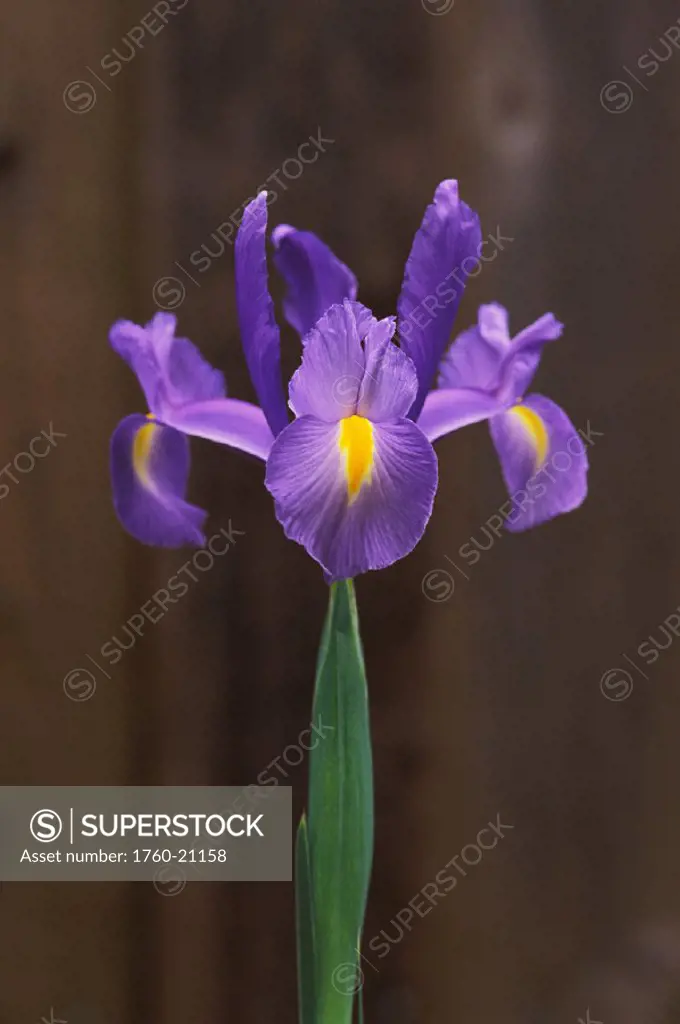 Spanish iris (Iris xiphium or hispanica) single green stem with brown background