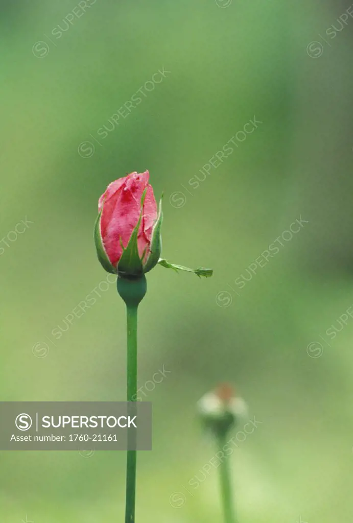 Close-up of single pink rosebud, green fuzzy background