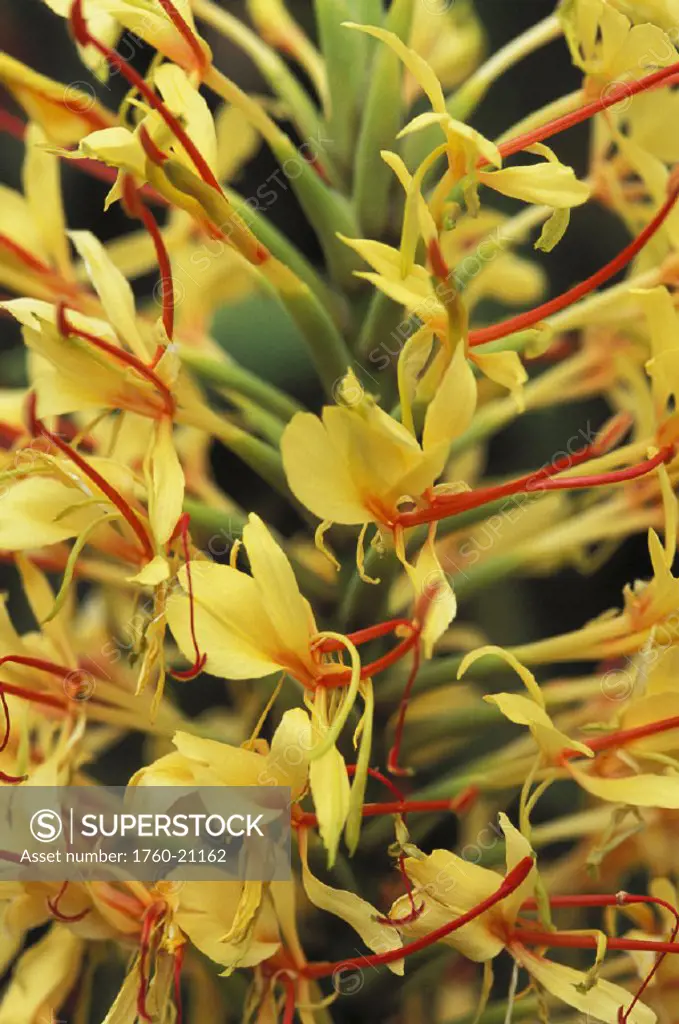 Close-up detail of kahili ginger flowers (Hedychium gardnerianum) yellow with red