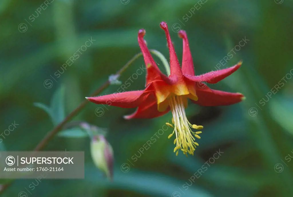 Close-up of columbine flower, red and yellow (Aquilegia formosa) green soft focus background