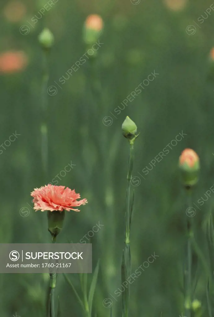 Pink carnations, close-up of blossoms and buds, soft focus