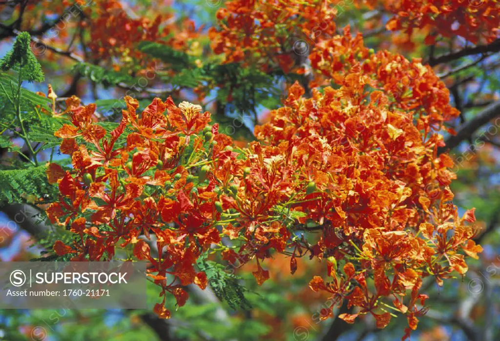 Close-up of royal Poinciana (Delonix regia) orange blossoms on tree