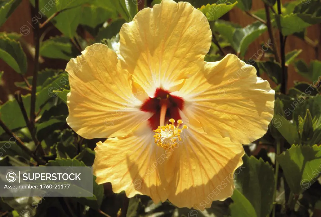 Front view close-up of single yellow hibiscus flower on plant