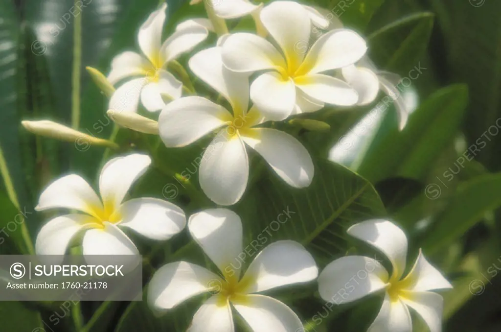 View of many white plumeria flowers, pale yellow centers, green leaves