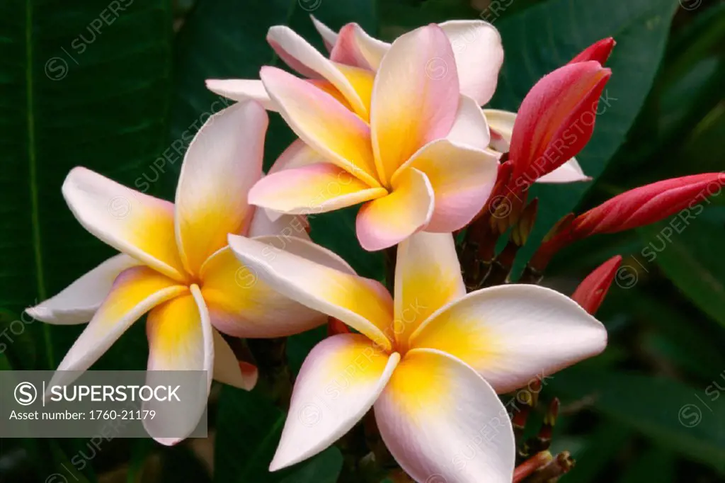 Soft focus of white plumeria flowers with pale yellow centers, dark pink buds