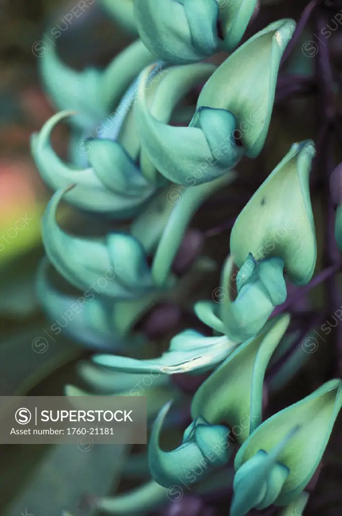 Close-up of a single jade vine, soft focus, light green in color