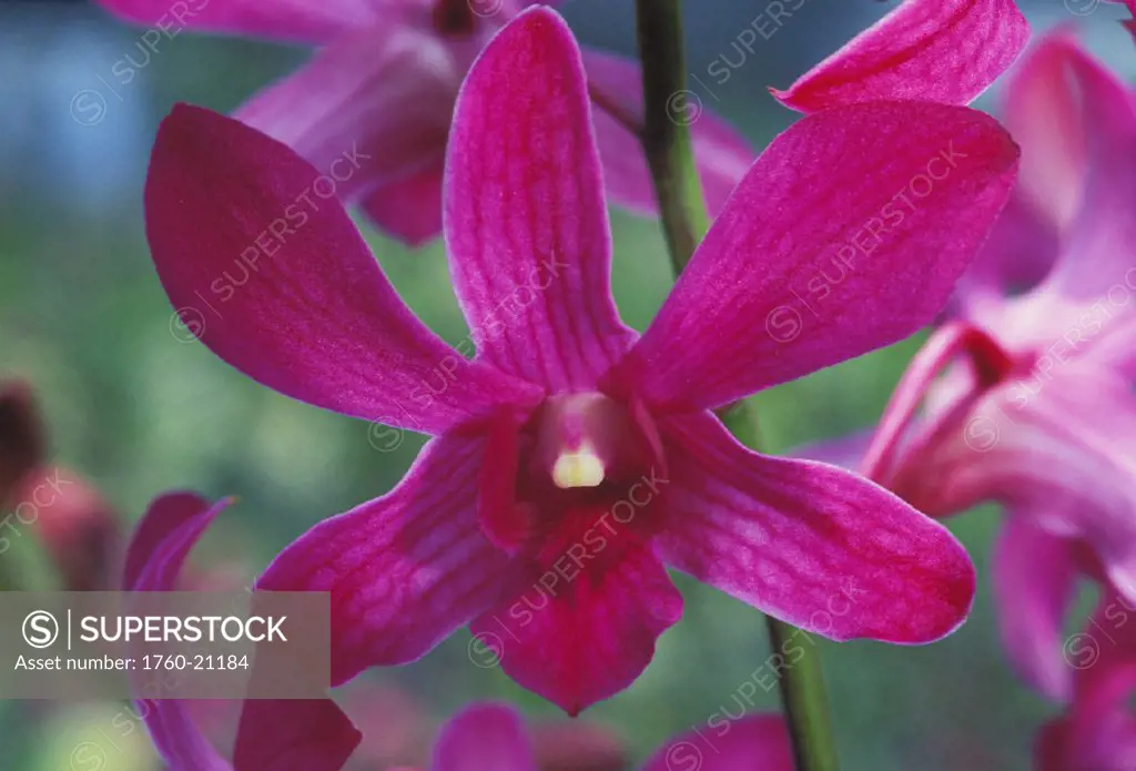 Close-up of purple orchids growing in field, green stem