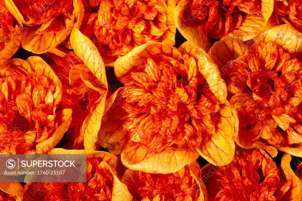 Many orange and red lantern ilima flowers, closeup