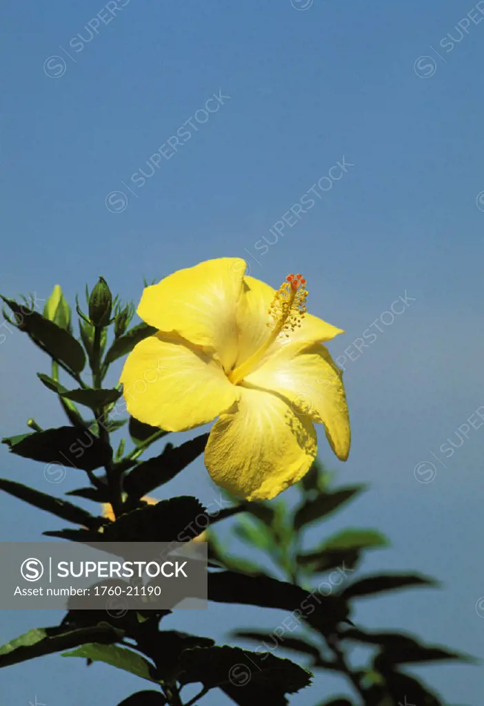 View of single yellow hibiscus flower, top of plant, blue sky background