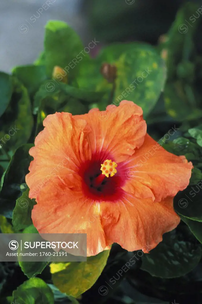 Close-up of single orange hibiscus flower on plant, green leaves