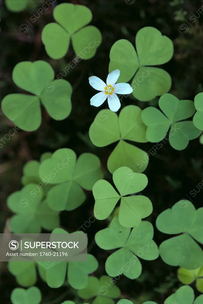 Closeup of a single white wood sorrel flower on green leaves