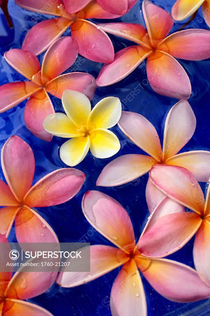 Studio shot of one yellow and mixed color plumeria flowers, blue background