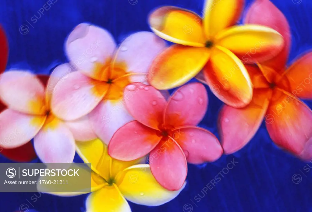 Studio shot of mixed color plumeria flowers, soft focus, dark blue background