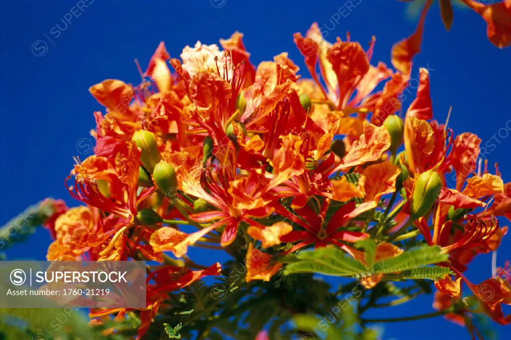 Closeup of royal poinciana (Delonix regia) flowers on tree, blue sky in background