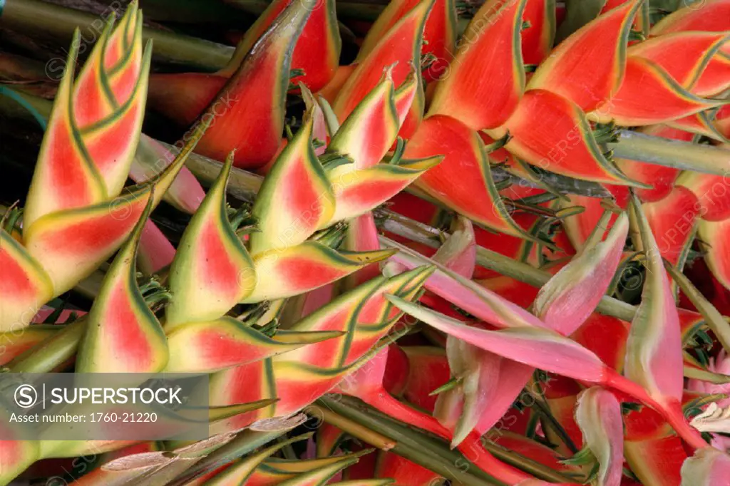 Many different types of heliconia ginger overlapping