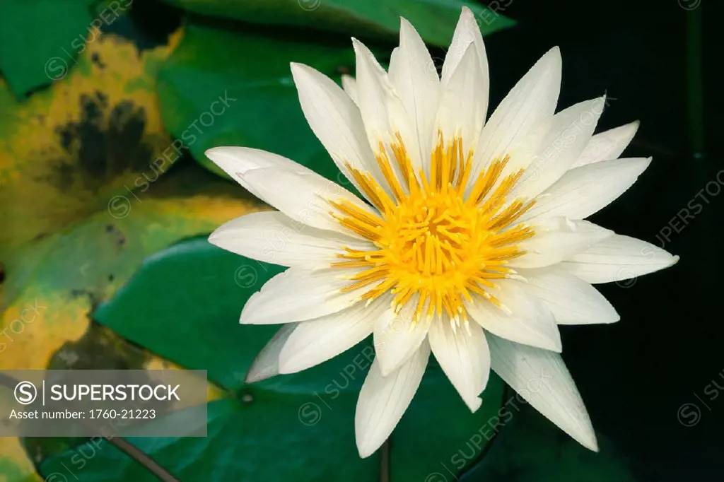 Closeup top view of white water lily flower w/ yellow center, lily pads