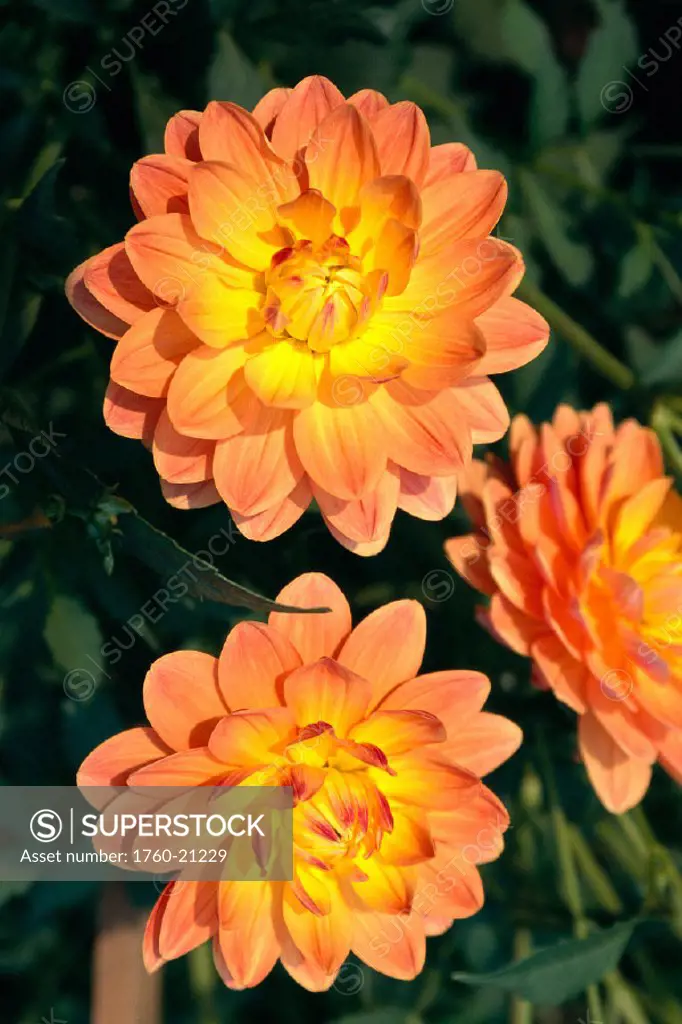 Closeup of three orange yellow dahlia flowers on plant