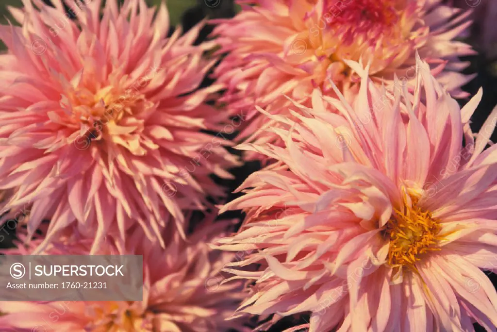 Close-up of pink dahlia flowers with yellow centers