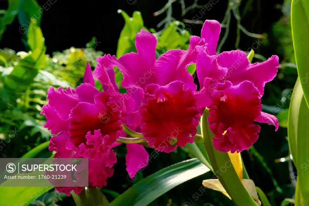 Many cattalaya orchids on plant, vibrant purple with darker center