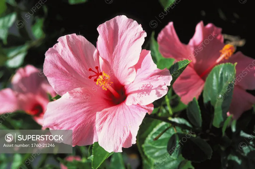 Soft pink hibiscus flower on bush, others soft focus in background