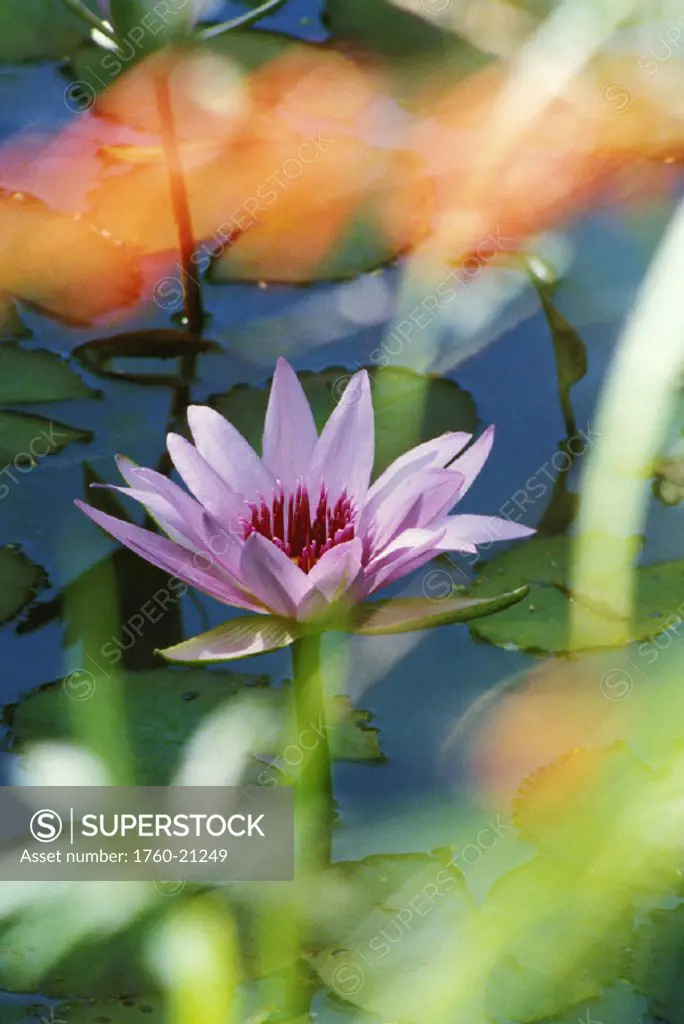 Close-up of single lily flower with soft focus surroundings