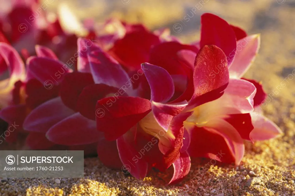Close-up of pink orchid lei resting on wet sand at beach, afternoon sun