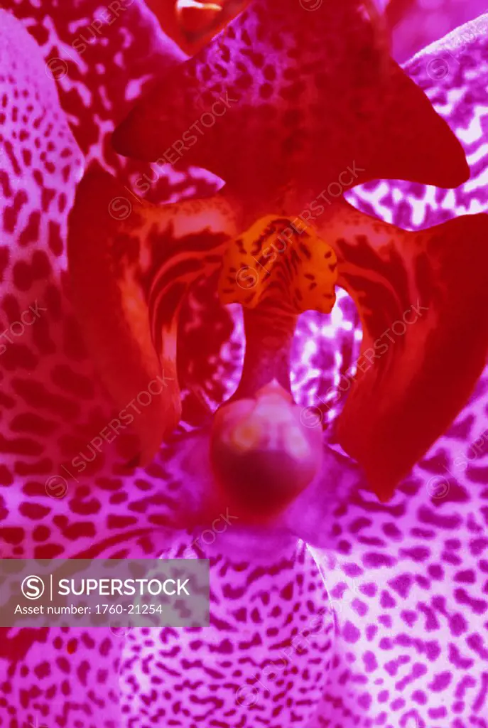 Extreme close-up of center of purple orchid flower