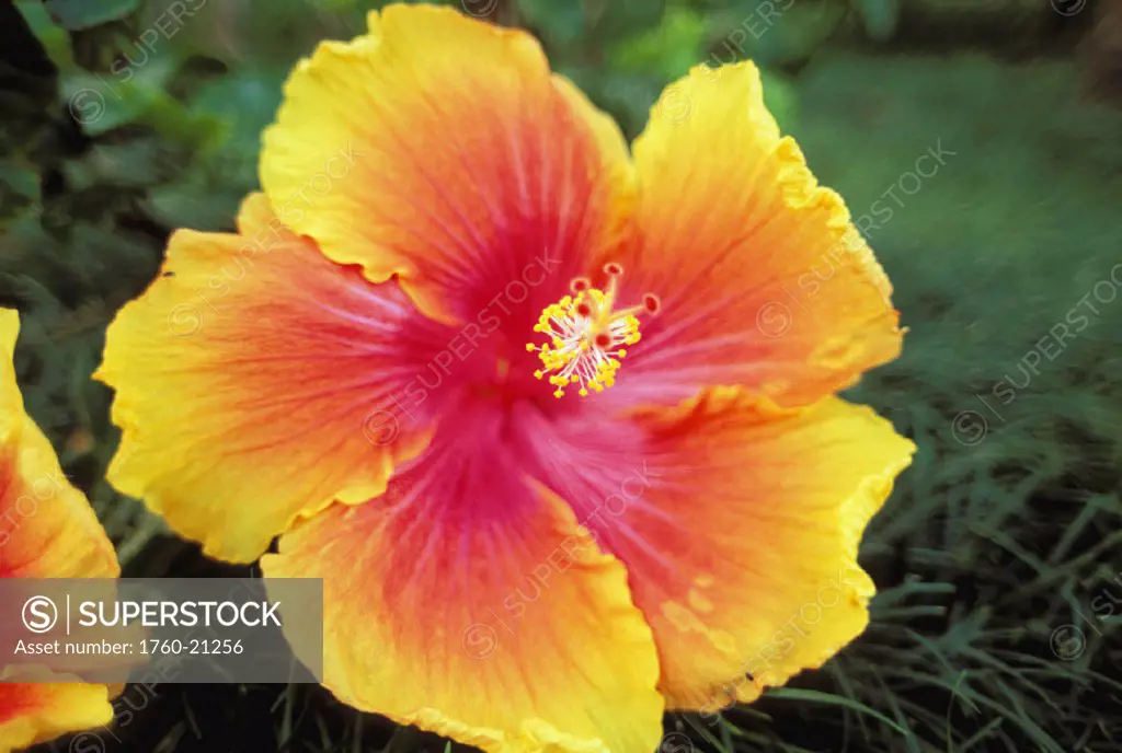 Close-up of hybrid hibiscus flower, yellow orange with bright pink center