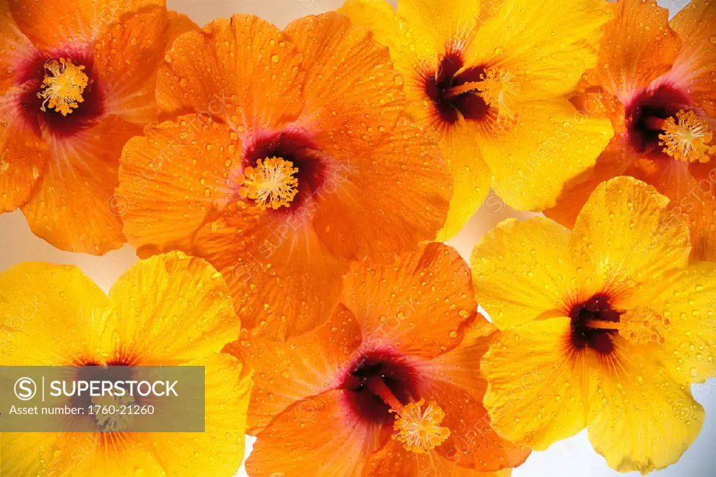 Orange and yellow hibiscus flowers w/ red centers, over lapping, water drops