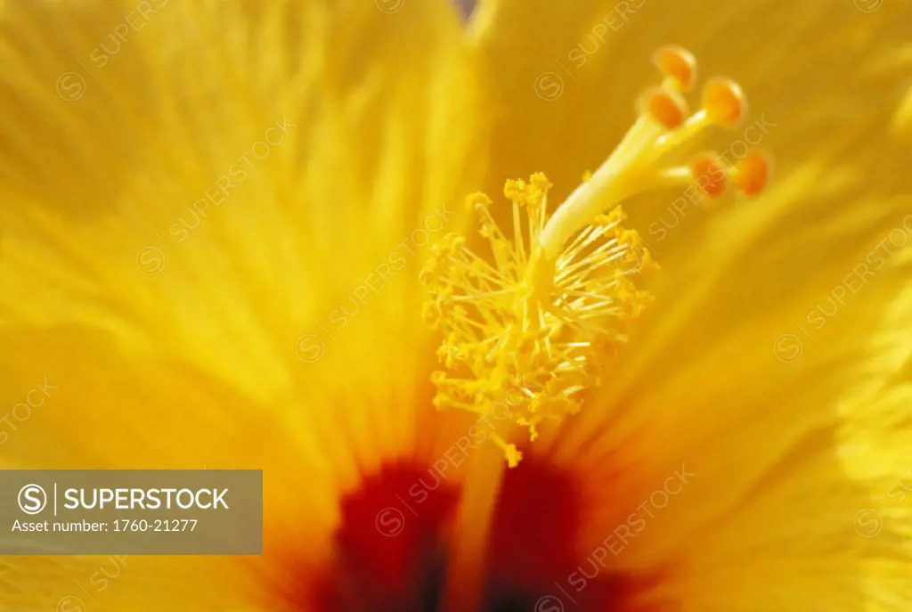 Hawaii, Close-up detail of yellow hibiscus flower with red center, stamen