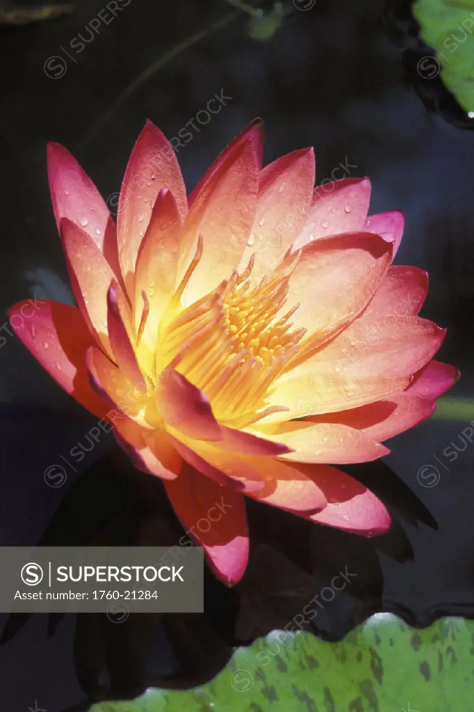 Close-up of a single pink water lily