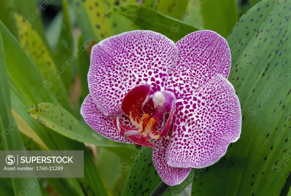 Closeup of purple and white large orchid on plant D1774