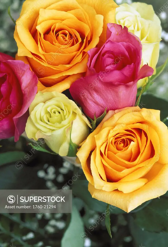 Pretty bouquet of many colored roses, orange pink and white