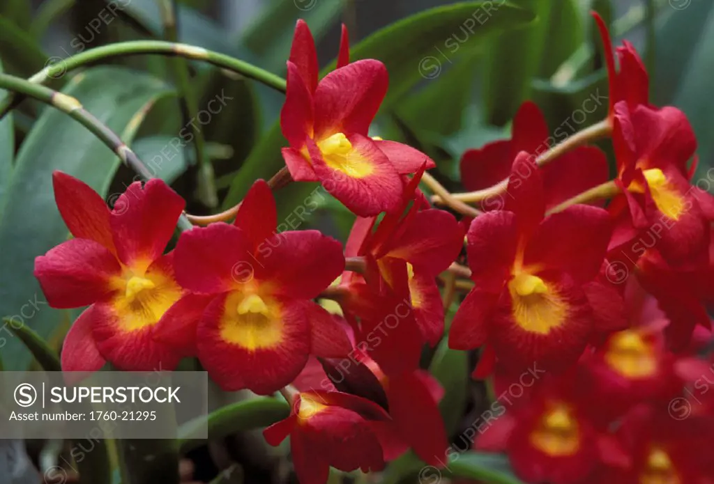 Unusual colored orchids flowers, deep red with yellow inside, on plant