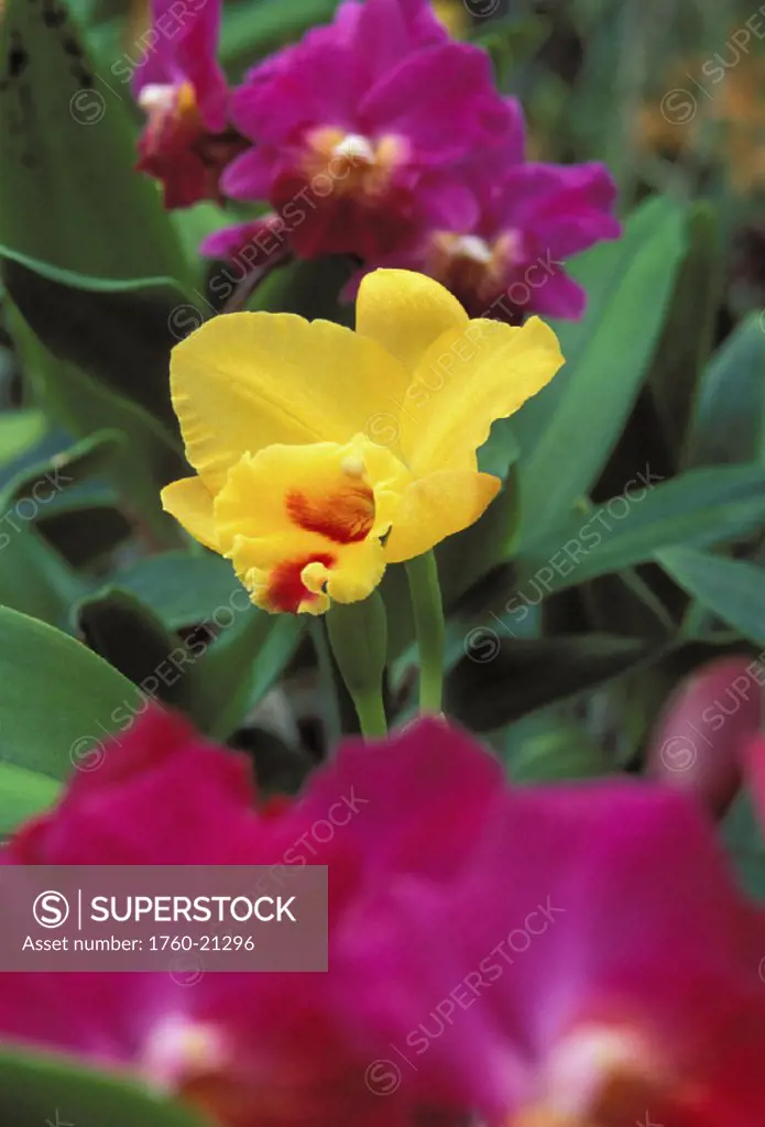 Outdoors shot of brightly colored vanda orchids, close-up blurred in foreground