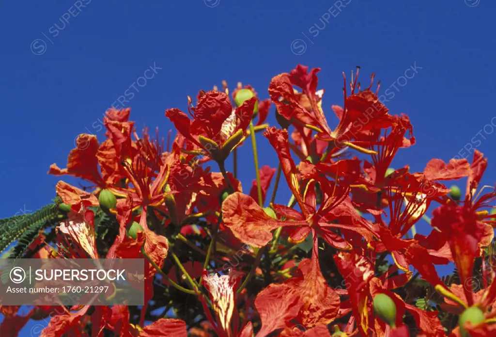 Royal Poinciana flowers, Delonix regia close-up with blue sky background