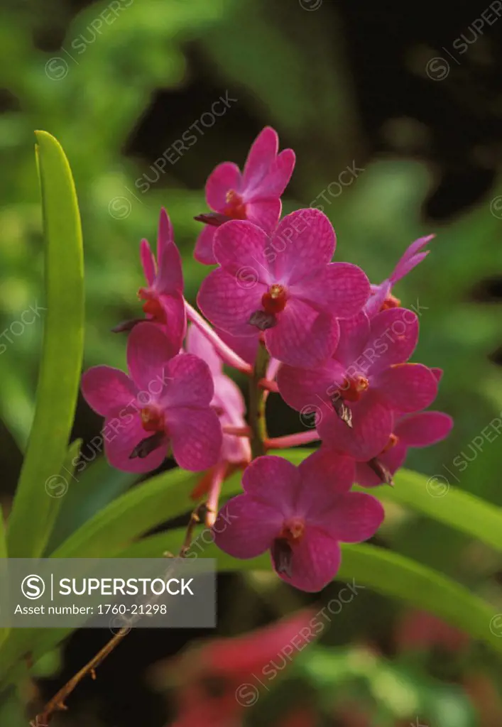 Close-up of purple Ascocenda orchids on plant, outdoors soft focus greenery in background