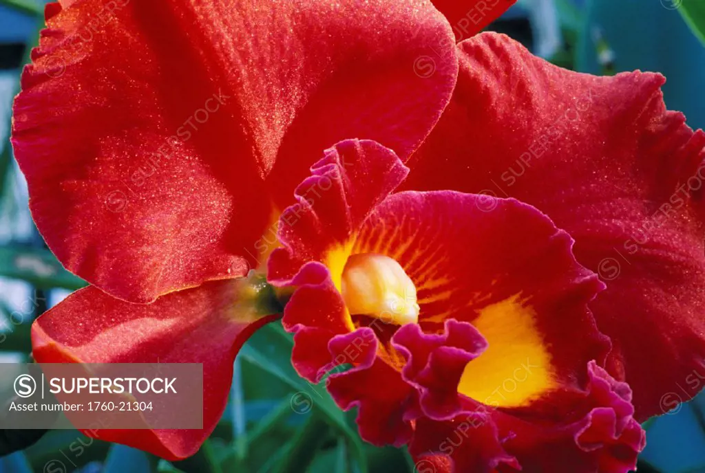 New Jersey, Linwood, Extreme close-up of large red cattaleya orchid with purple yellow center, flower plant