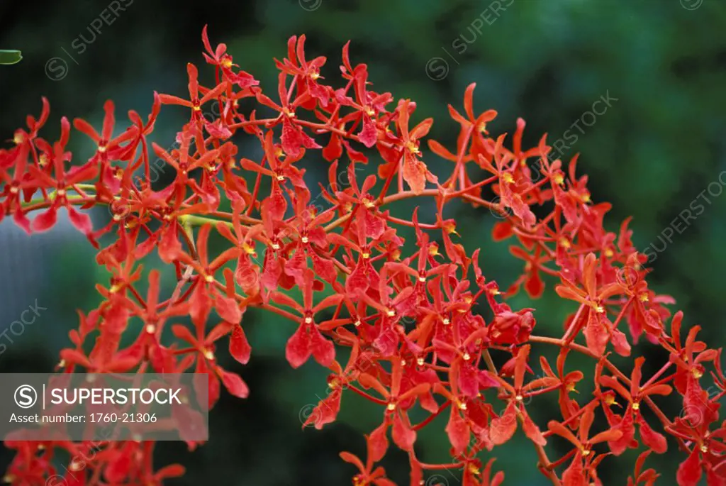 Bunch of small reddish orange orchids on plant