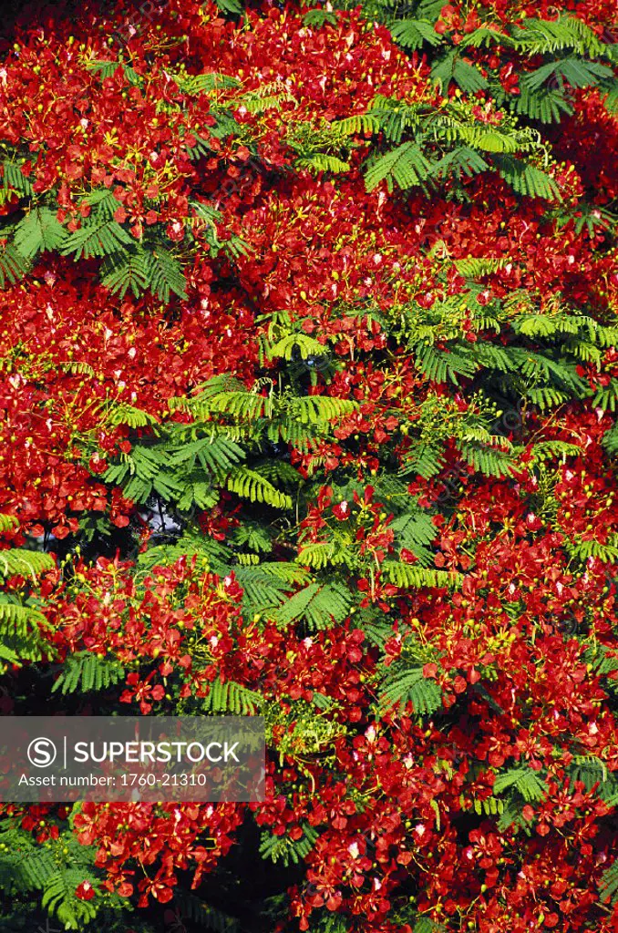 Closeup detail of royal poinciana tree with many blossoms