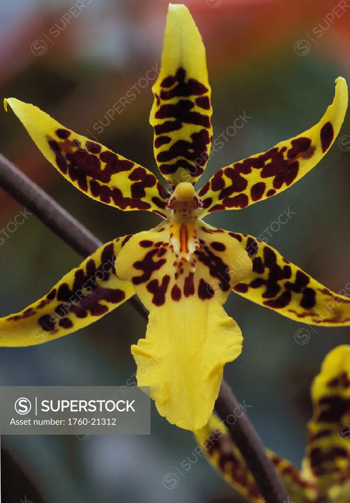 Hawaii, Big Island, Holualoa, extreme close-up of leopard orchid on plant green blurry background