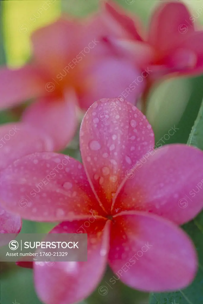 Hawaii closeup one dark pink plumeria blossom on tree blurry bkgd D1785 flower Maui