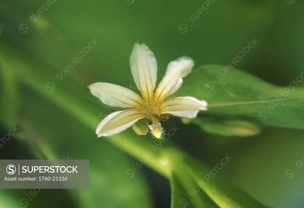 Hawaii, Close-up white naupaka blossom with yellow center, green plant background