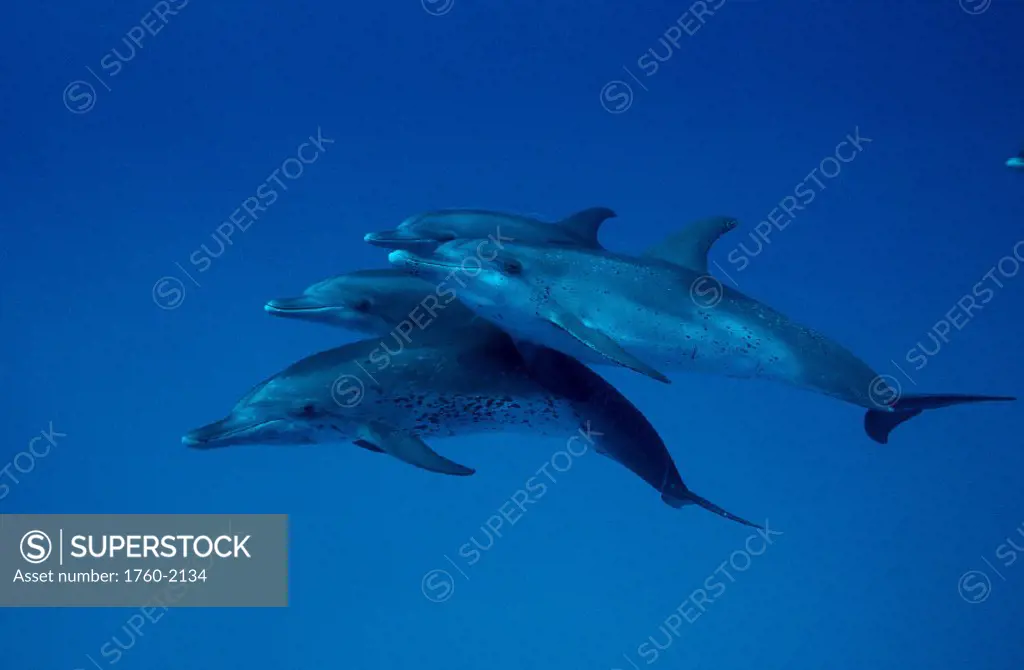 CARI, Little Bahama Bank, 4 Atlantic Spotted Dolphins (Stenella) together B1888